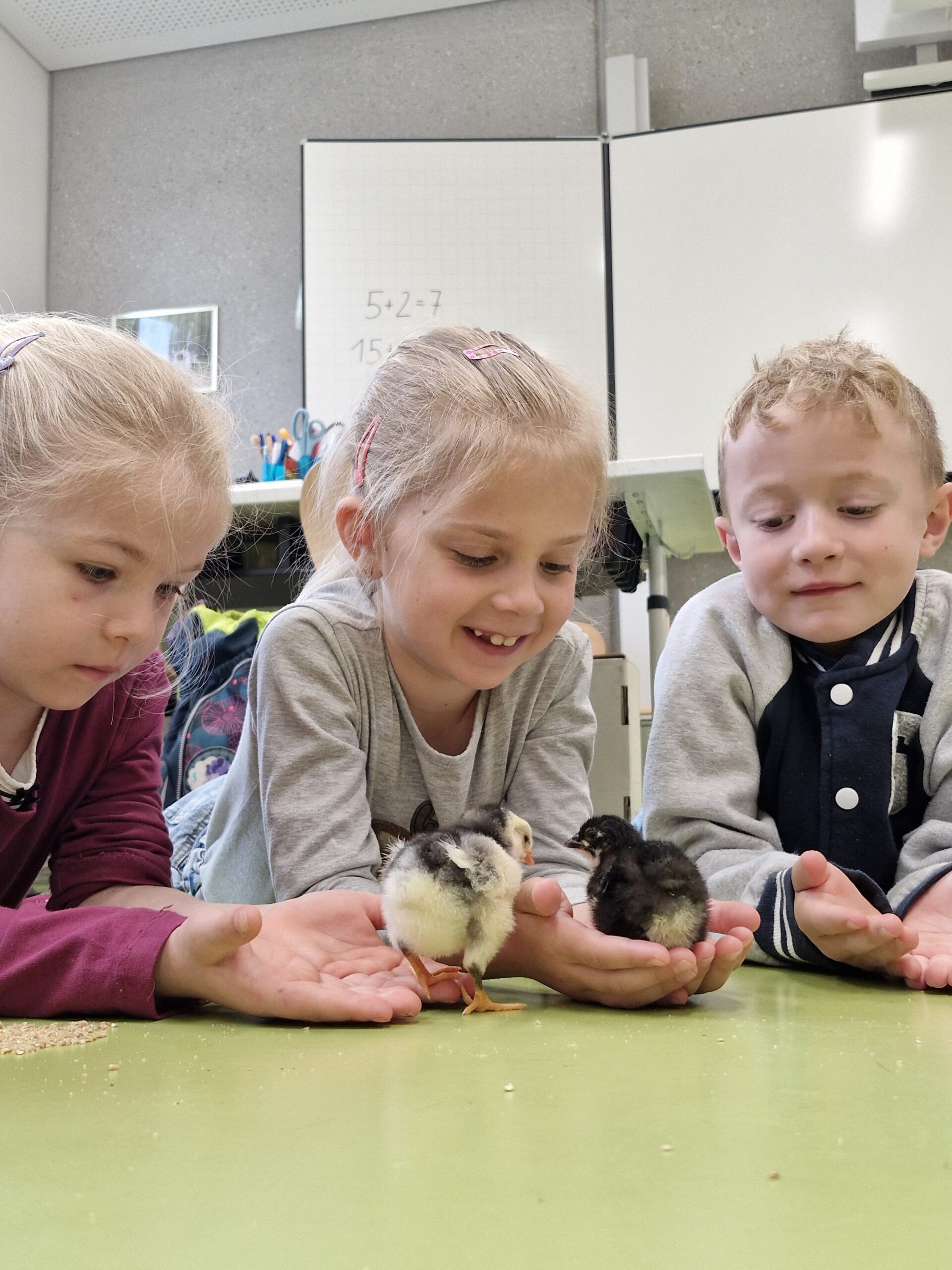 1b: Küken in der Löwenklasse